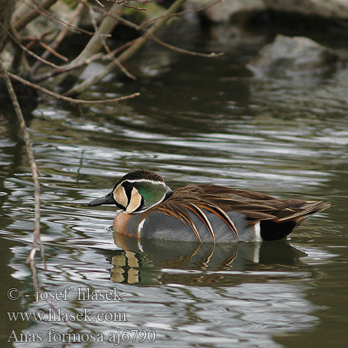 Čírka sibiřská východoindická Gluckente Baikalente Baikal Teal