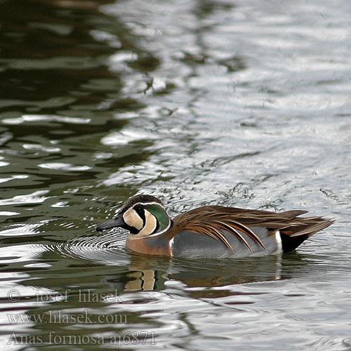 Baikal Teal Cerceta Baikal Sarcelle élégante Cifra réce