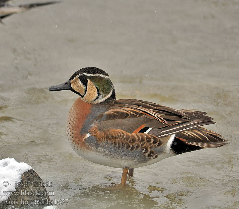 Alzavola asiatica Baikalinė kryklė Siberische taling