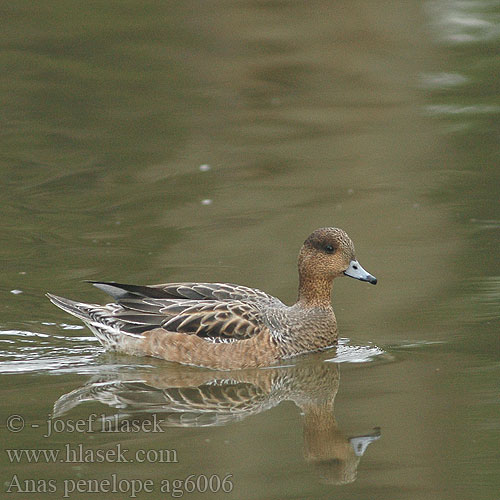 Anas penelope Wigeon Pfeifente Canard siffleur