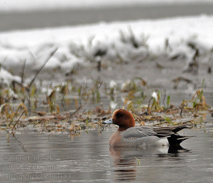 Anas penelope Wigeon Pfeifente Canard siffleur