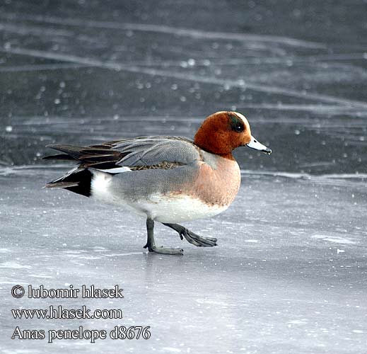 Wigeon Pfeifente Canard siffleur Silbón Europeo