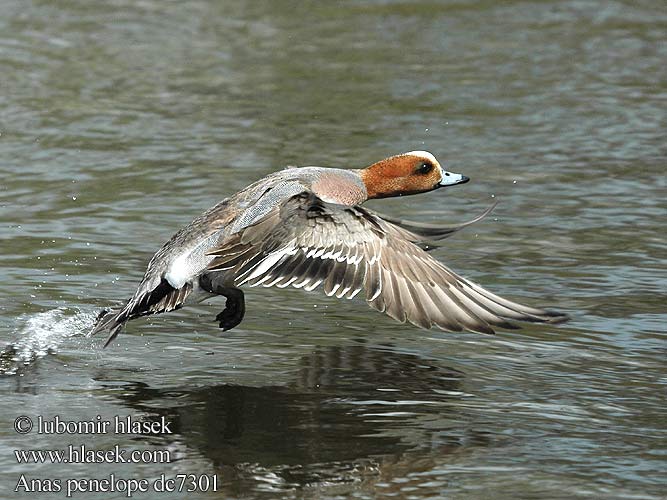 Canard siffleur Silbón Europeo Hvízdák euroasijský