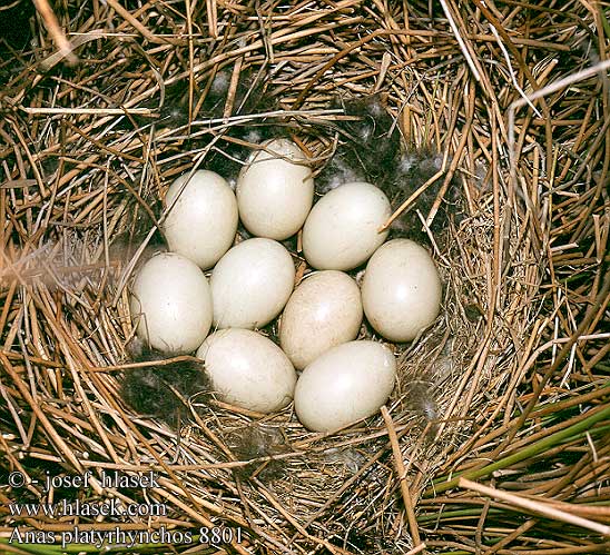 birds eggs nests Anas platyrhynchos Mallard Stockente