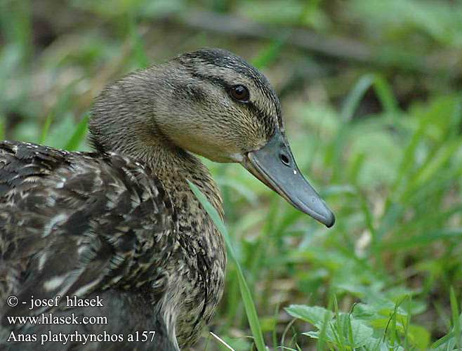 Mallard Stockente Canard colvert Azulón Kachna divoká