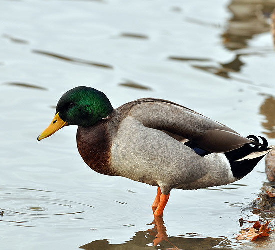 Anas platyrhynchos Mallard Stockente Canard colvert