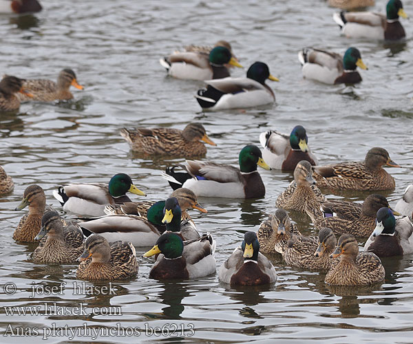 Mallard Stockente Canard colvert Azulón Kachna divoká