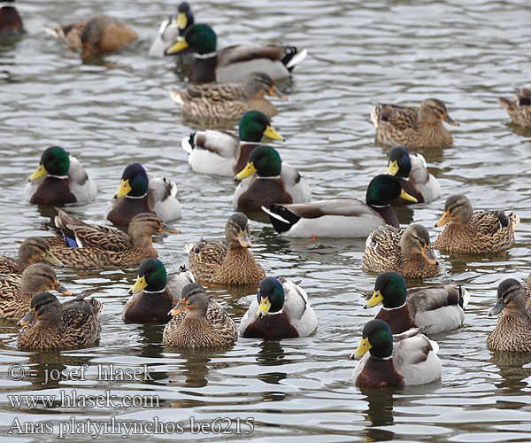 Mallard Stockente Canard colvert Azulón Kachna divoká