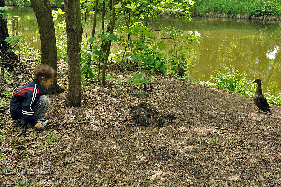 Anas platyrhynchos Mallard Stockente Canard colvert