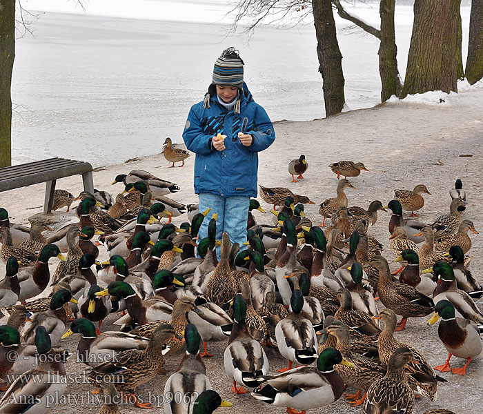 Anas platyrhynchos Mallard Stockente Canard colvert