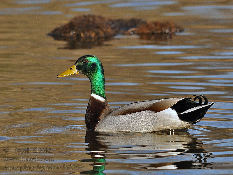 Anas platyrhynchos