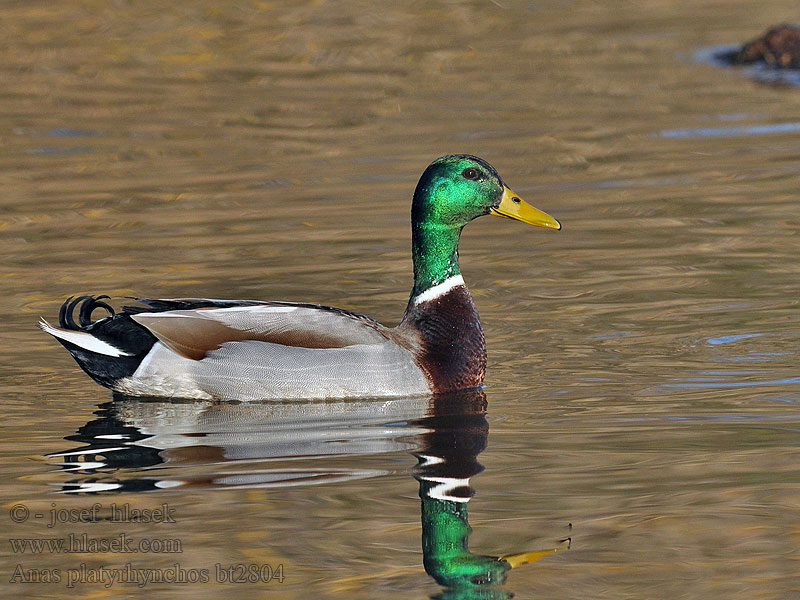 Anas platyrhynchos