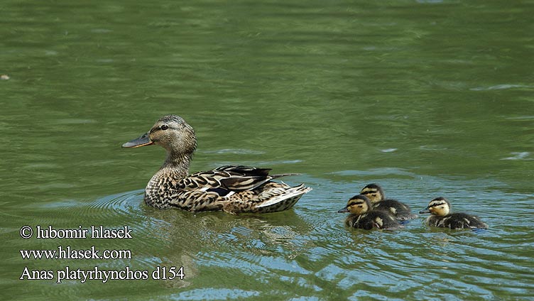 Anas platyrhynchos d154