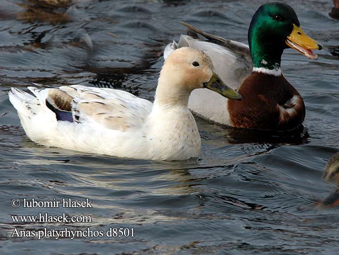 Pato-real Meza pile Gråand Wilde Eend Sinisorsa