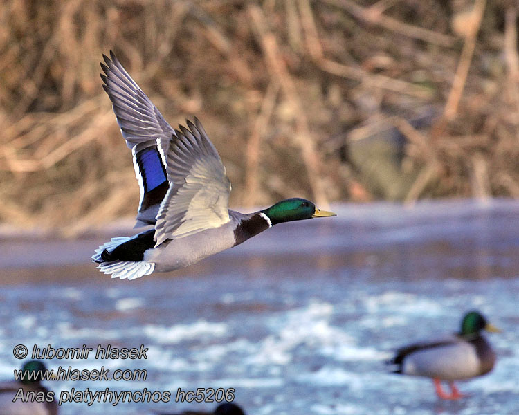 Mallard Anas platyrhynchos