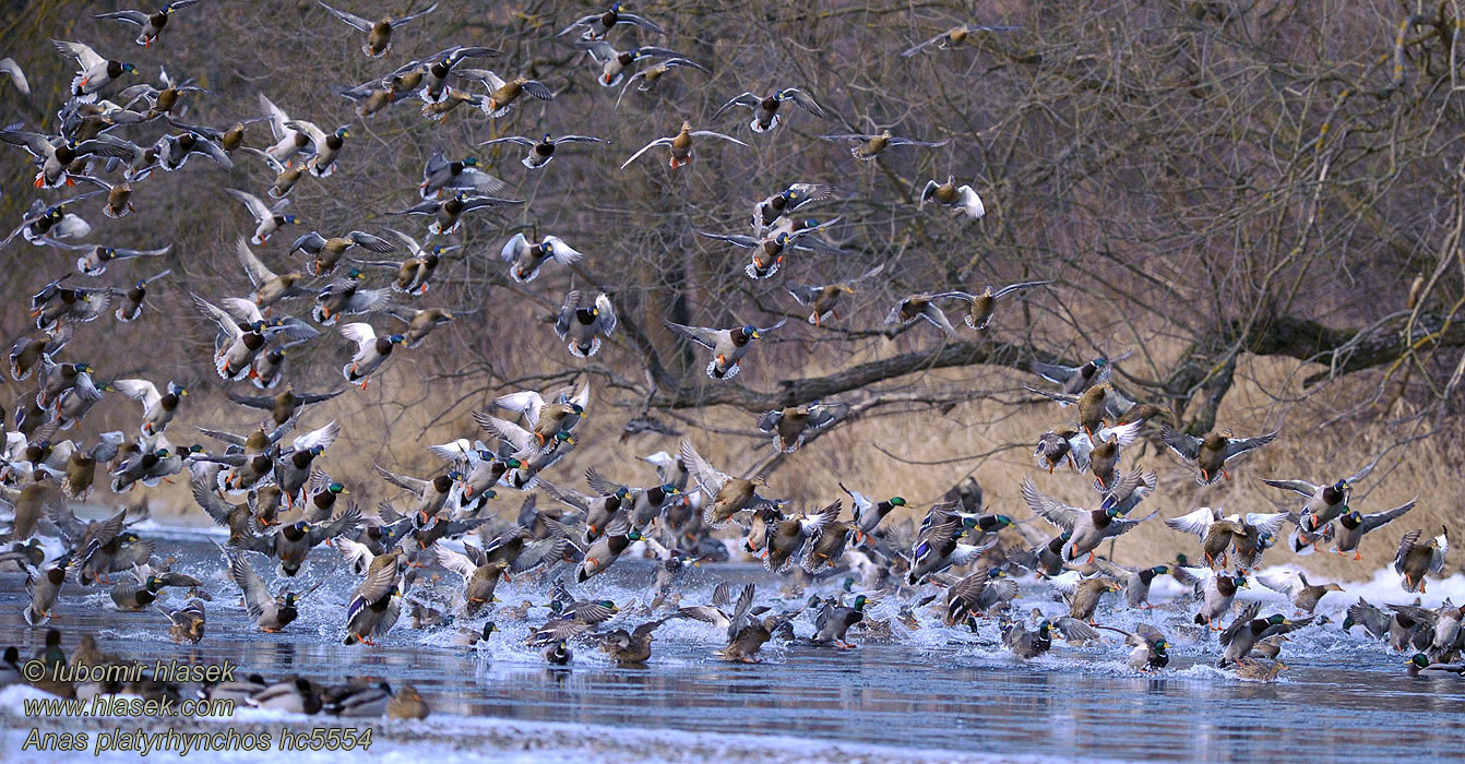 Stockente Anas platyrhynchos