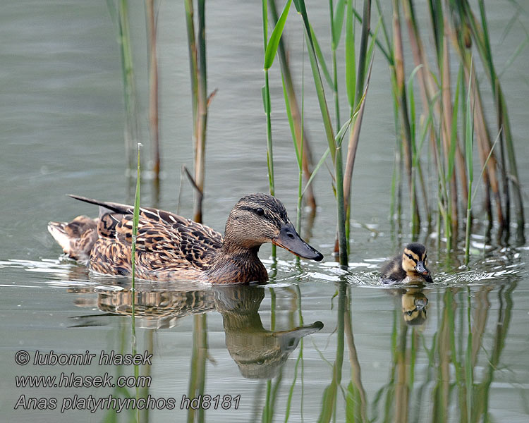 Canard colvert Anas platyrhynchos