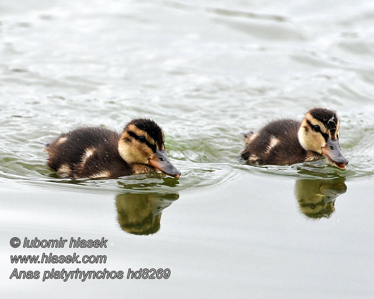 Azulón Anas platyrhynchos