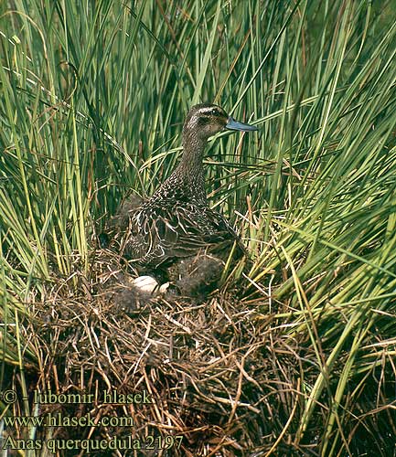 Anas querquedula Garganey Knäkente Sarcelle d'été