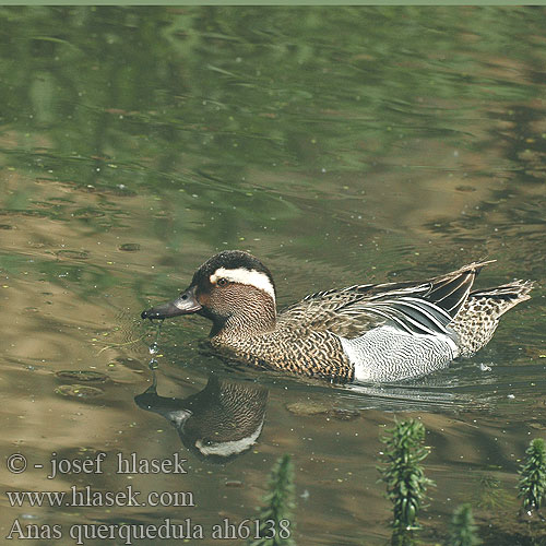 Anas querquedula Garganey Knäkente