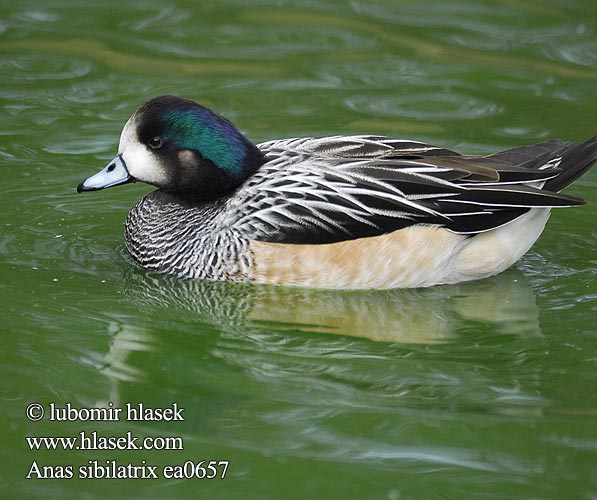 Anas sibilatrix Mareca Chiloe Wigeon Hvízdák chilský