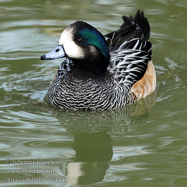 Canard Chiloé Fischione Cile ワキアカヒドリ Chili-smient
