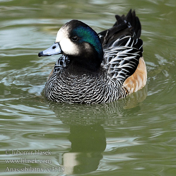 Canard Chiloé Fischione Cile ワキアカヒドリ Chili-smient