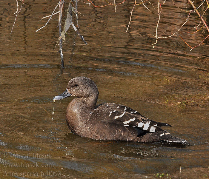 African Black Duck Kachna temná Schwarzente Canard noirâtre