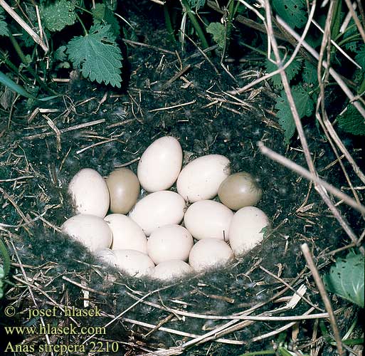 birds eggs nests Anas strepera Gadwall Schnatterente