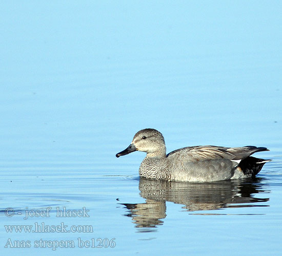 Gadwall Schnatterente Canard chipeau Anade Friso