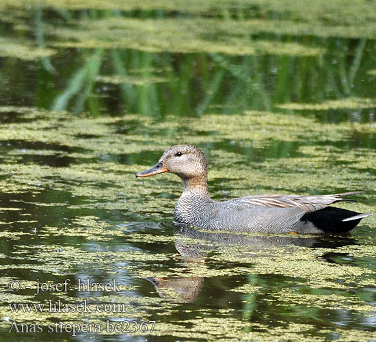 Canard chipeau Anade Friso Kopřivka obecná Knarand