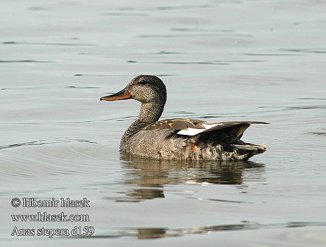 Gadwall Schnatterente Canard chipeau Anade Friso