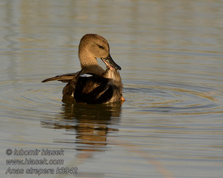 Canard chipeau Anas strepera