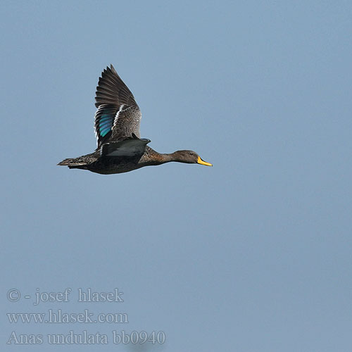 Anas undulata Yellow-billed Duck Geelbekeend Bata Domo-njano