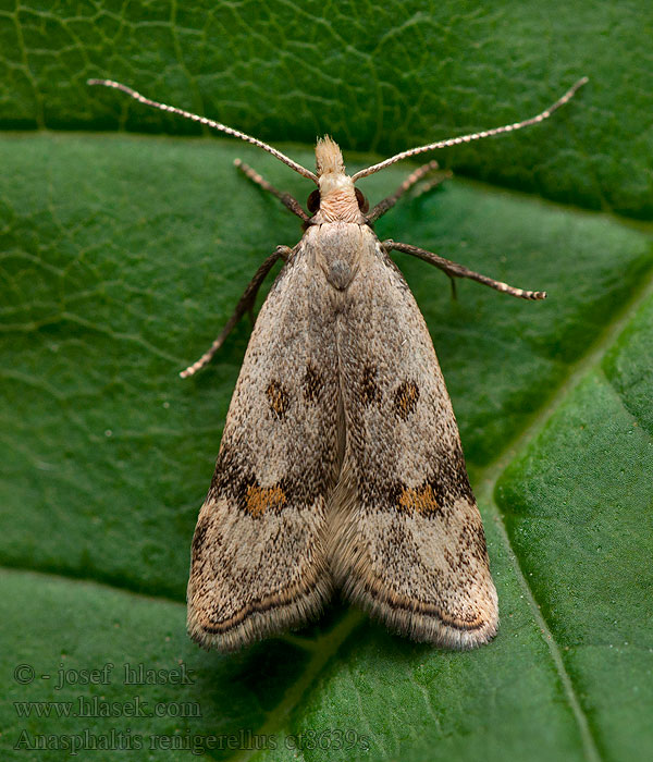 Anasphaltis renigerellus Psota medničková Citromfű-sarlósmoly