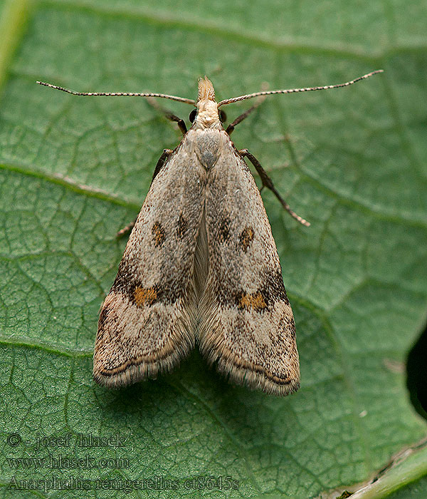 Anasphaltis renigerellus Psota medničková