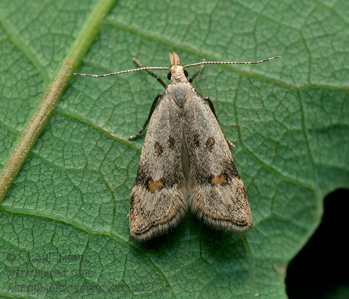 Anasphaltis renigerellus Citromfű-sarlósmoly