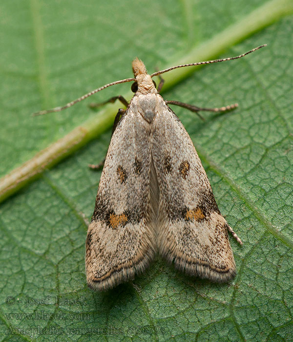 Psota medničková Anasphaltis renigerellus