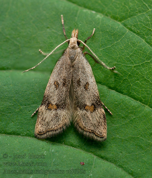 Citromfű-sarlósmoly Anasphaltis renigerellus