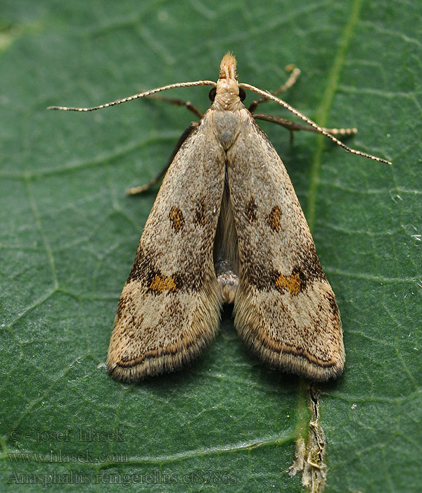 Anasphaltis renigerellus