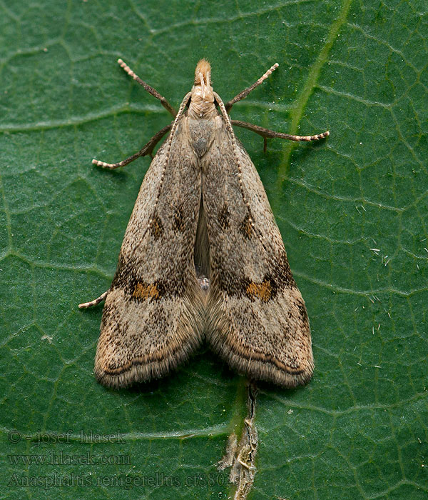 Anasphaltis renigerellus