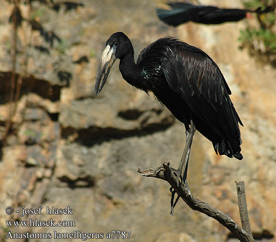 Anastomus lamelligerus African Openbill Open-billed stork