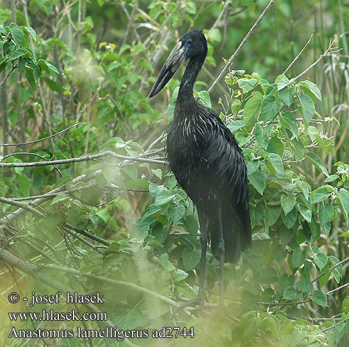 Afrikansk gapnäbbstork Afrikanska gapnäbben Kleinswartooievaar