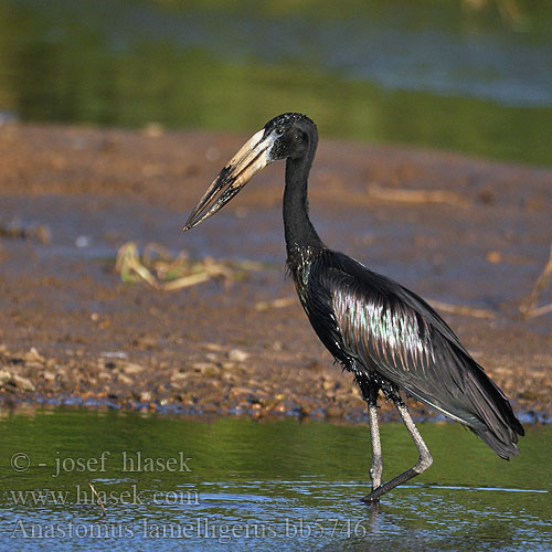 Anastomus lamelligerus African Openbill Open-billed stork