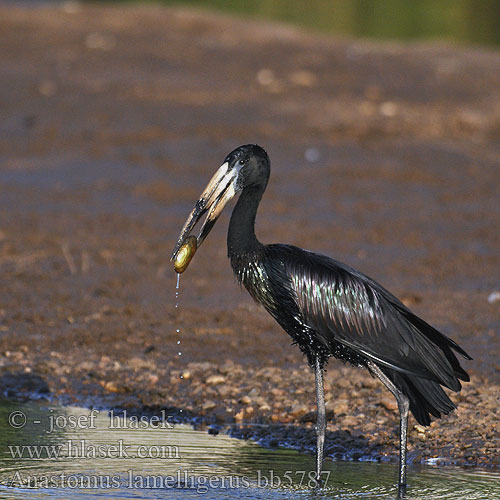 African Openbill Open-billed stork Afrikanrakonokka