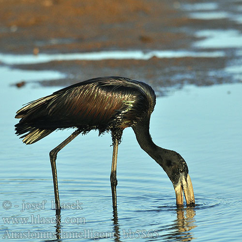 Afrikansk gapnäbbstork Afrikanska gapnäbben Kleinswartooievaar