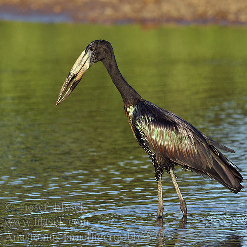 Anastomus lamelligerus bb5879