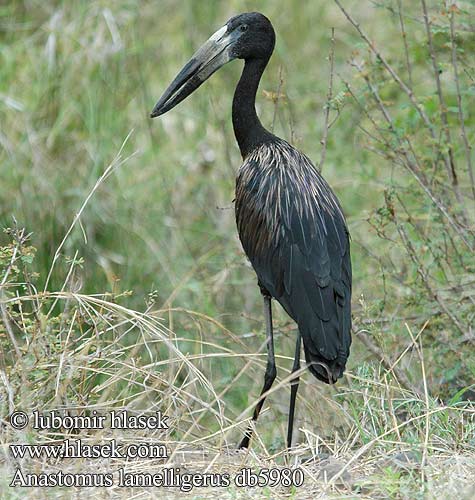 Bocian šupinkavý Anastomus lamelligerus African Openbill