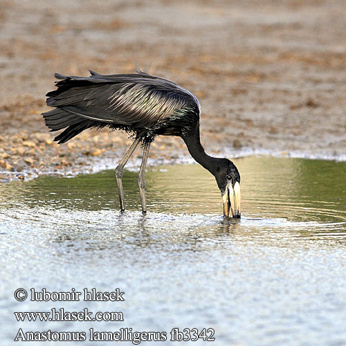 Open-billed stork Afrikanrakonokka Bec-ouvert africain