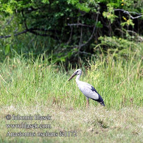 Anastomus oscitans Asian Openbill Zejozob asijský